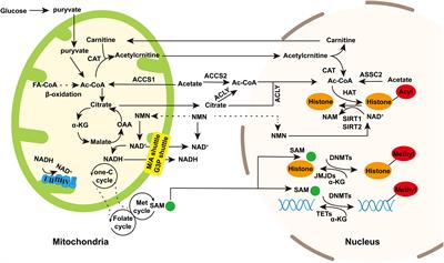 Role of Mitochondria in Neurodegenerative Diseases: From an Epigenetic Perspective